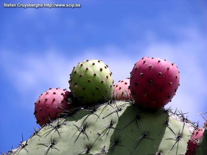 Teotihuacan - Cactus Cactus fruits Stefan Cruysberghs